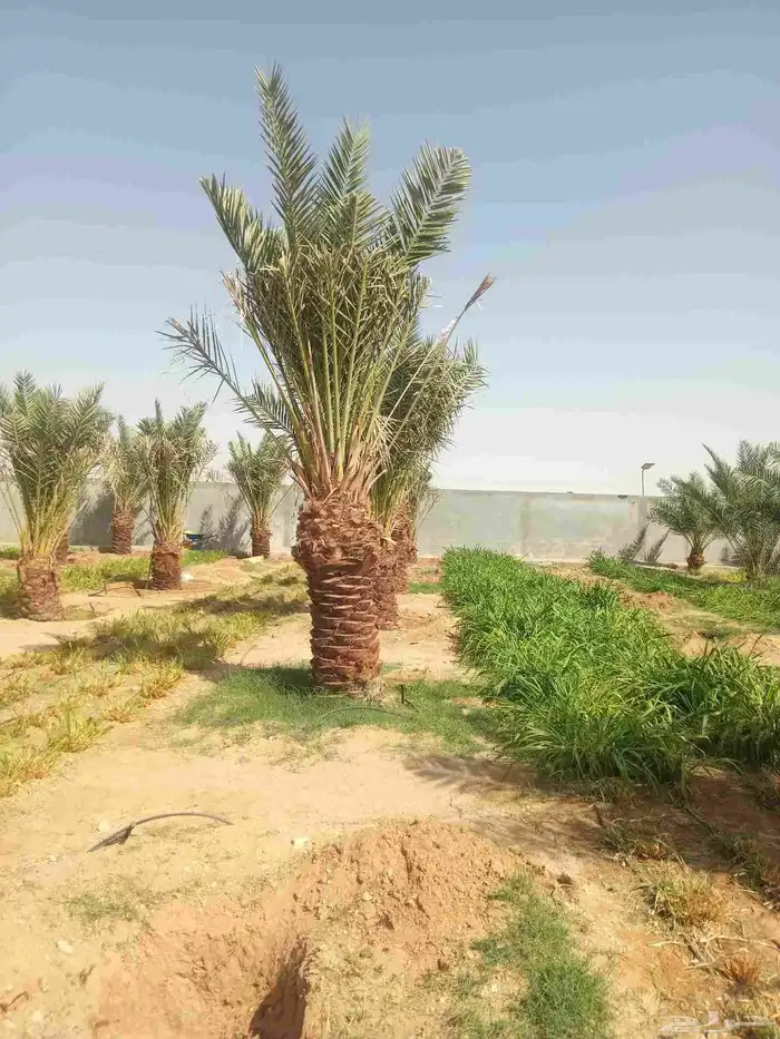 نخل زينه واشنطني نخل زينه نخل عربي خلاص برحي سكري شيشي هلالي 5