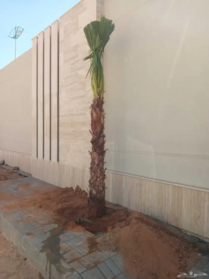 نخل زينه واشنطني نخل زينه نخل عربي خلاص برحي سكري شيشي هلالي 2