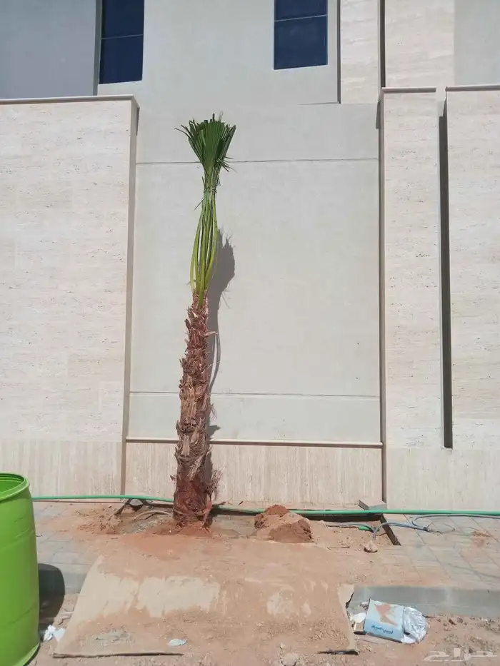 نخل زينه واشنطني نخل زينه نخل عربي خلاص برحي سكري شيشي هلالي 1