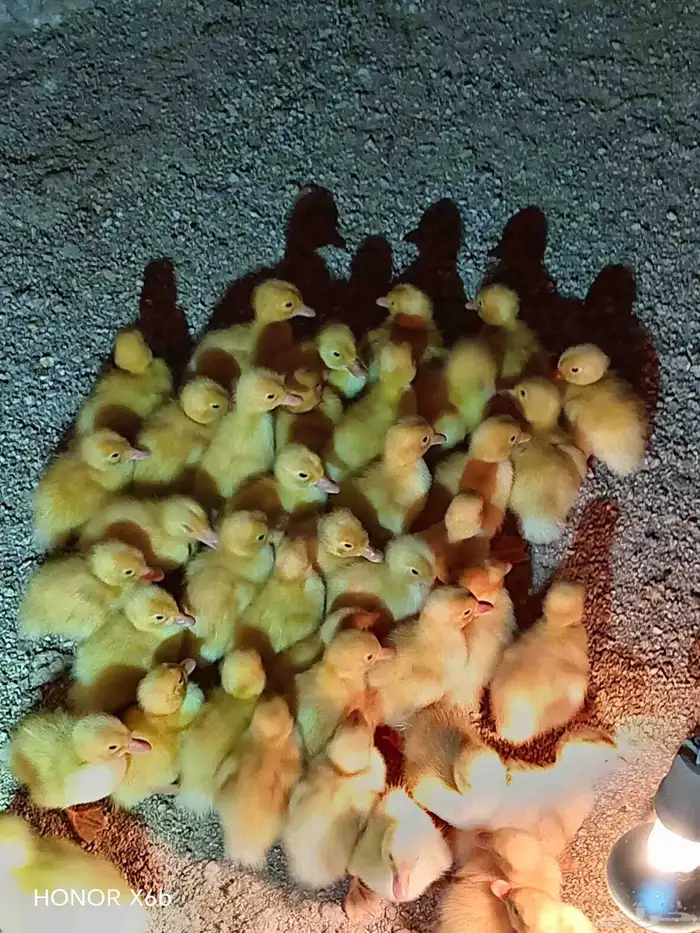 fumie cheken  and duck 2