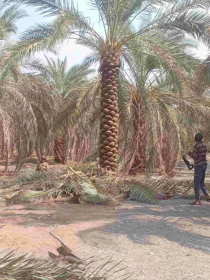 يوجد لدينا جميع انواع النخيل عربي واشنطني تكراب تنضيف 1