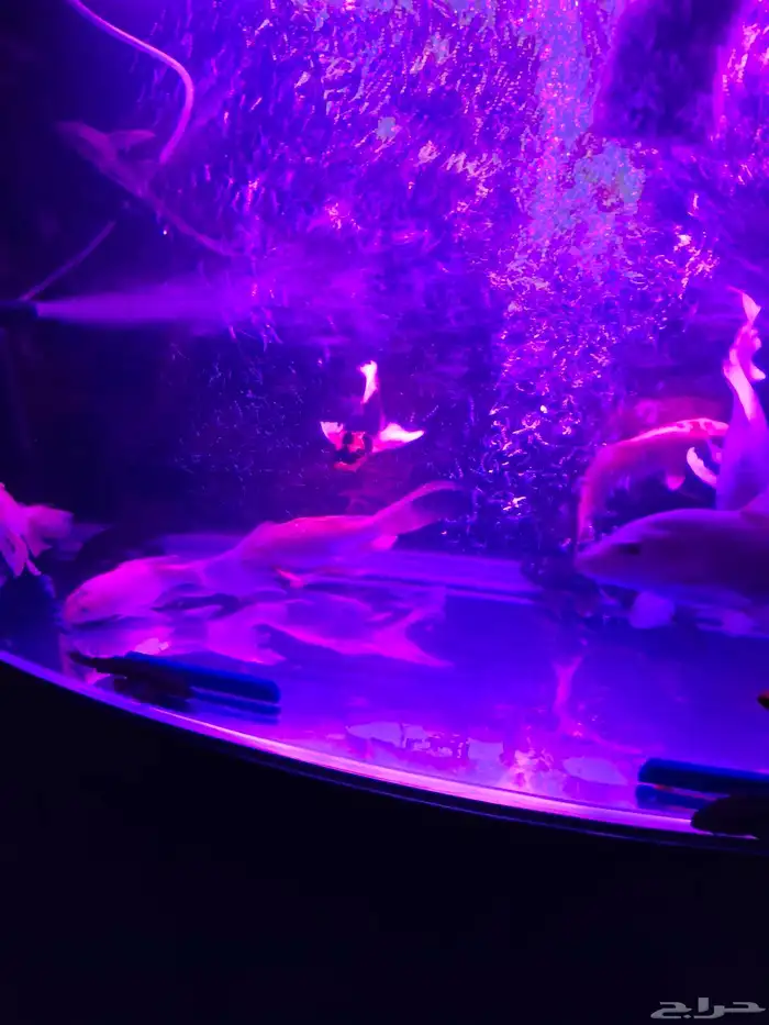 اسماك كوي اندونيسي سلالات ممتازة 4