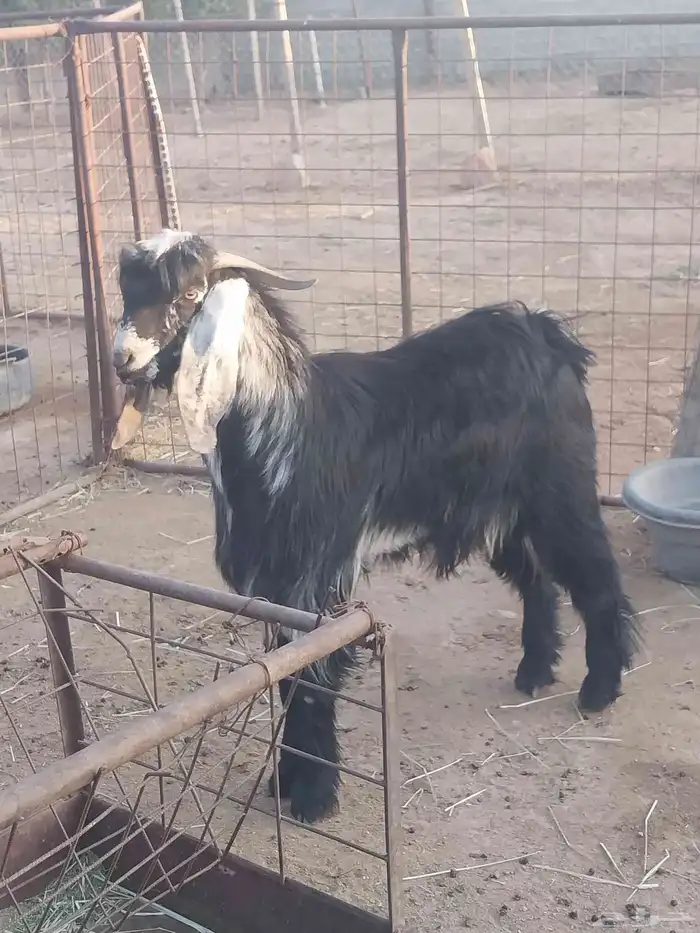 تيس عارضي فحل. تم البيع 0