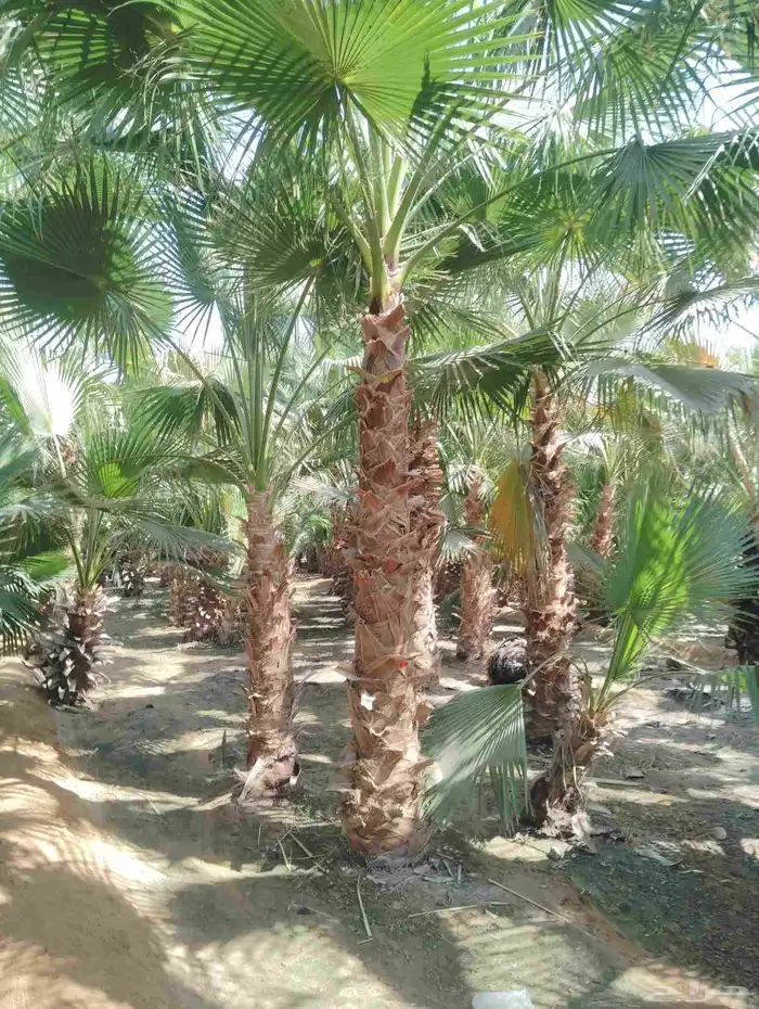 يوجد لدينا جميع النخيل العربي والواشنطني 6