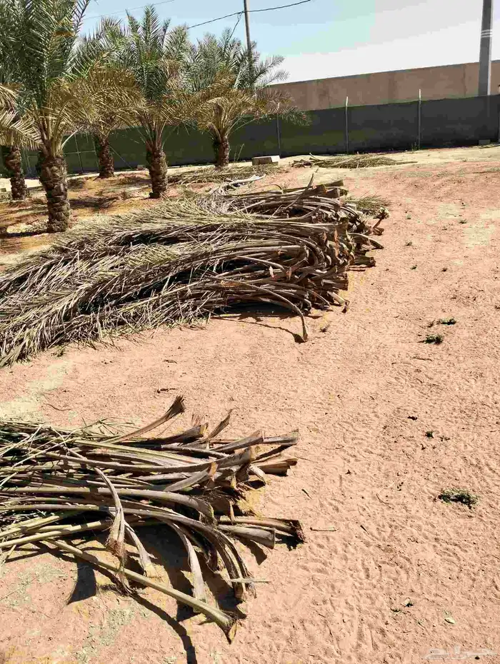 جريد نخل.. حموله الديانا ويزيد 3