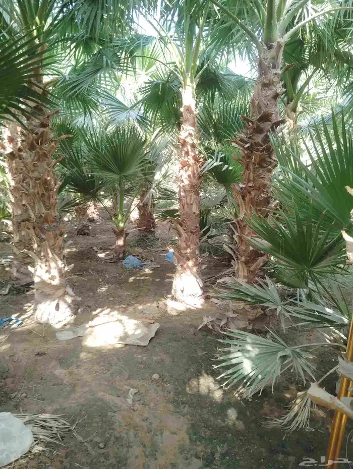 يوجد لدينا جميع النخيل العربي والواشنطني 4