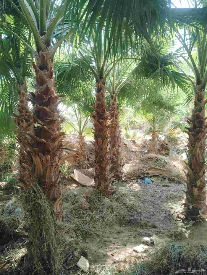 يوجد لدينا جميع النخيل العربي والواشنطني 7
