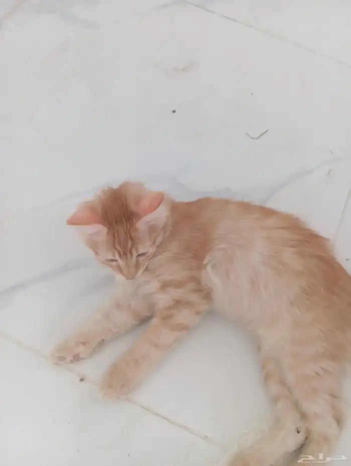 بسه أليف الرصاصي شيرازي البرتقالي بلدي نظيف كلها إناثا 2