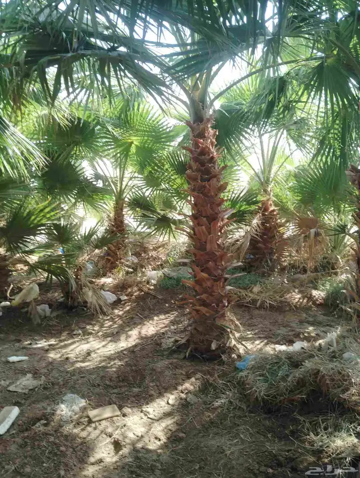 يوجد لدينا جميع النخيل العربي والواشنطني 1