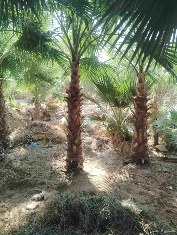 يوجد لدينا جميع النخيل العربي والواشنطني 3