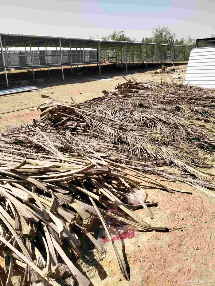 جريد نخل.. حموله الديانا ويزيد 1