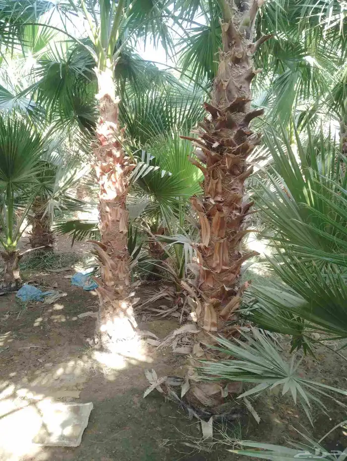 يوجد لدينا جميع النخيل العربي والواشنطني 2