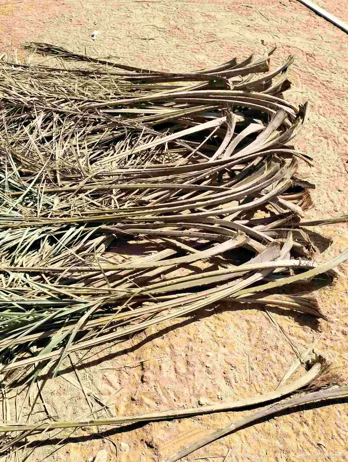 جريد نخل.. حموله الديانا ويزيد 0