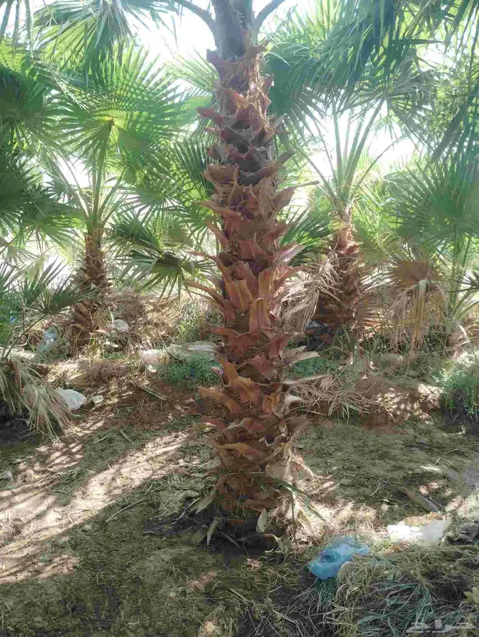 يوجد لدينا جميع النخيل العربي والواشنطني 5