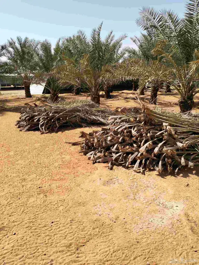 جريد نخل.. حموله الديانا ويزيد 2