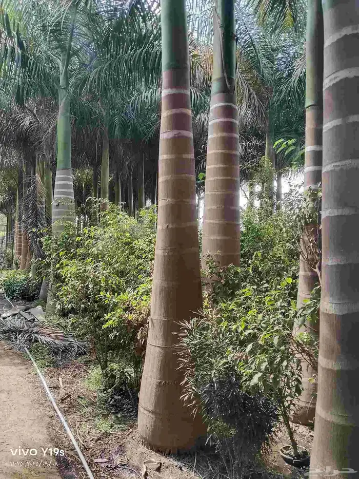 نخيل واشنطنيا زينه 6