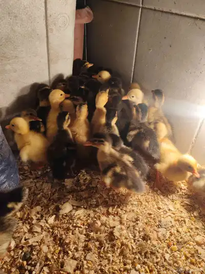 صيصان بط index