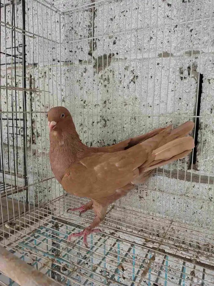 للبيع جوز حمام مصري اخوان قطن واحد اللون بني عنابي 3