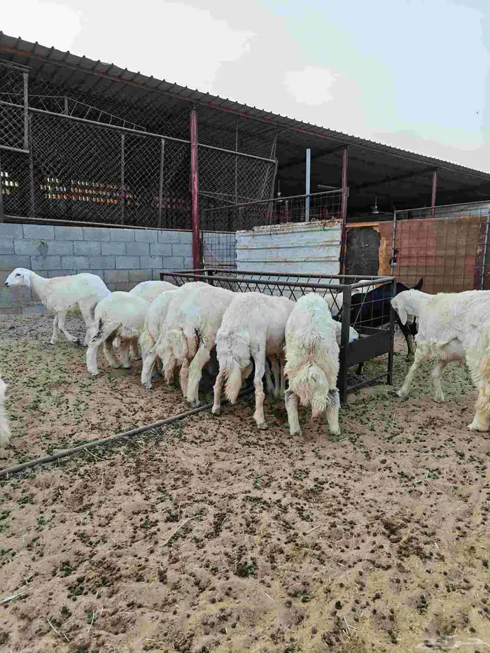 ذبايح خرفان حري 0