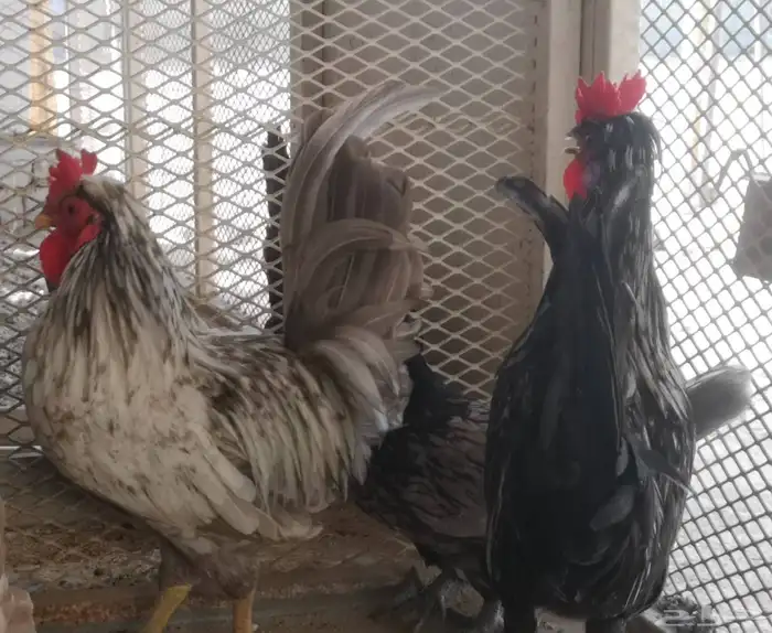 ديوك عربي شباب 5