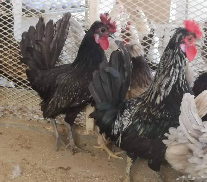 ديوك عربي شباب 1