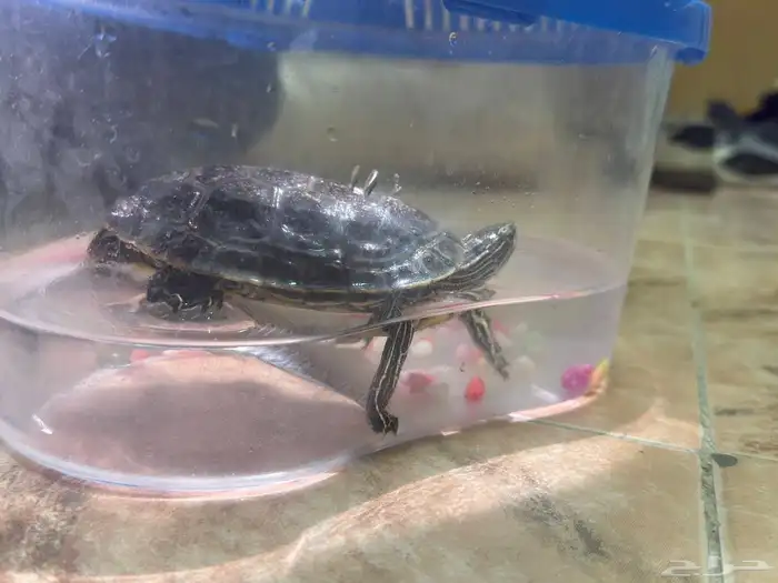 سلحفاة مع الحوض حقها ب 50 ريال الكل 4