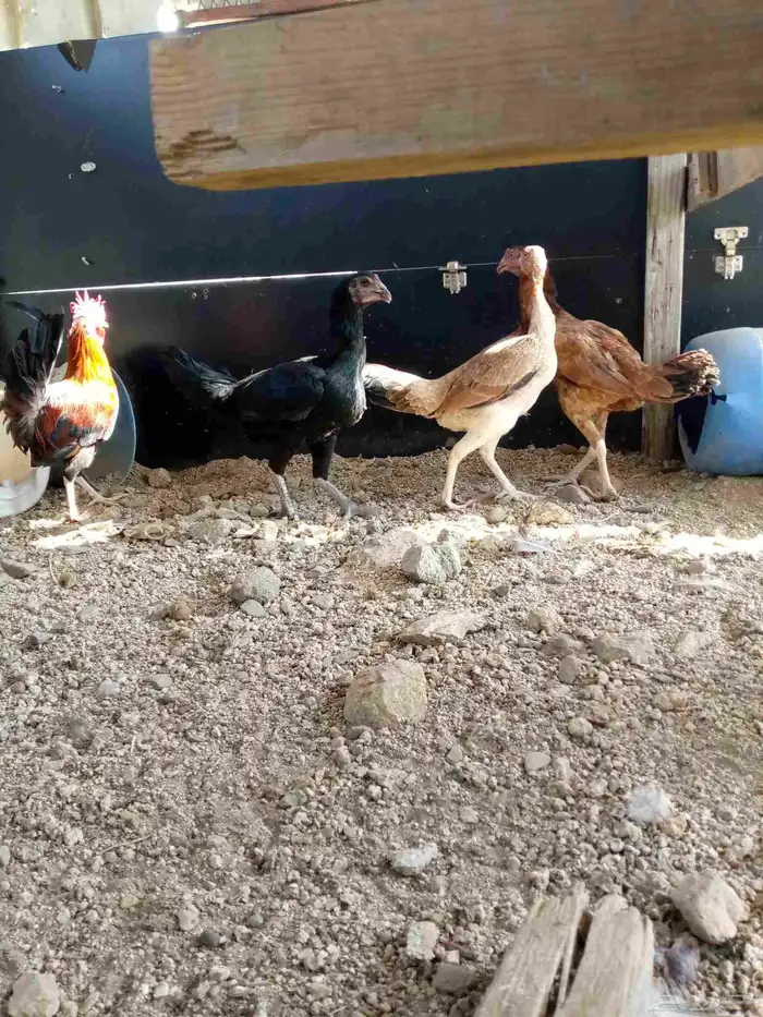 دجاج باكستاني سندي بياضضض مشروططط 1