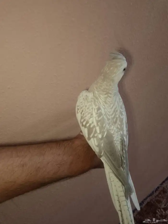 كروان هولندي منتج 0