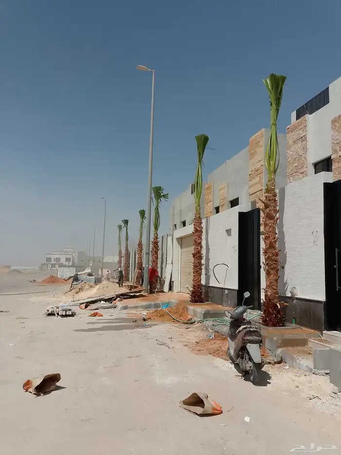 واشنطونيا 3