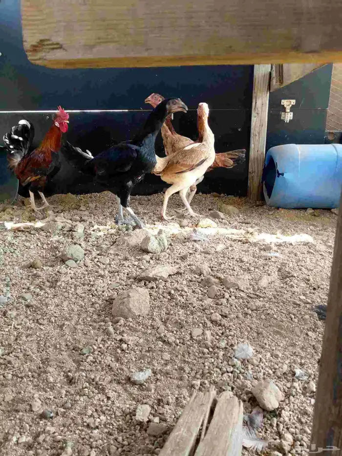 دجاج باكستاني سندي بياضضض مشروططط 0