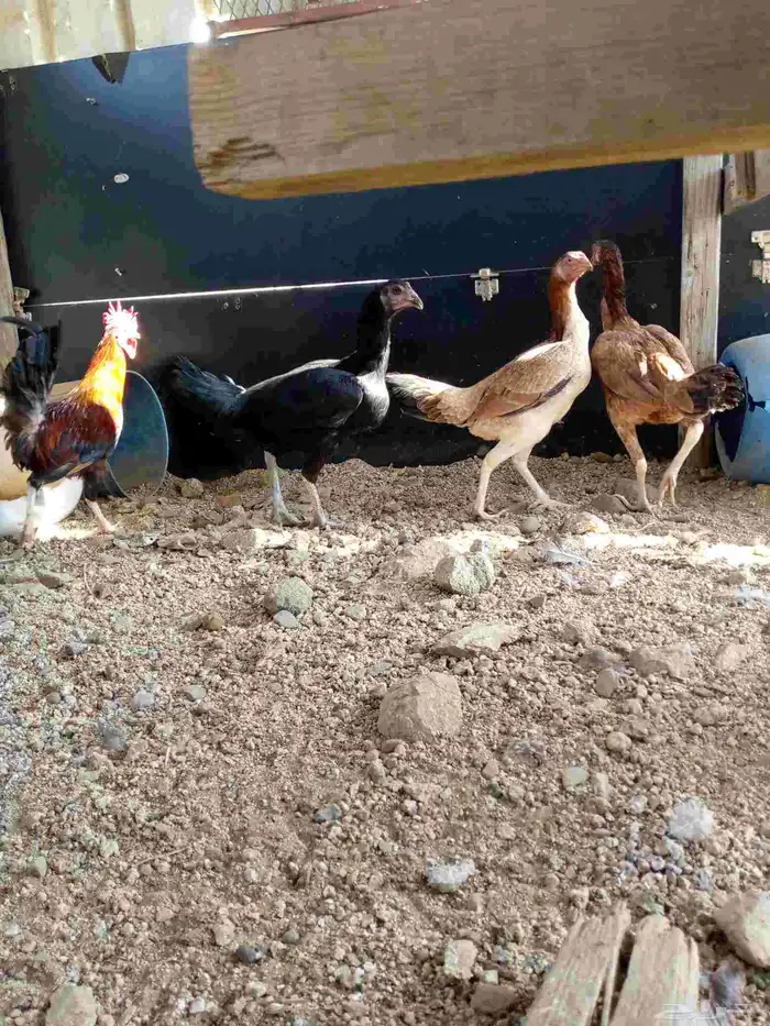 دجاج باكستاني سندي بياضضض مشروططط 2