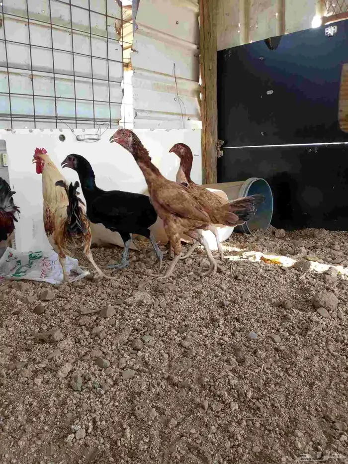 دجاج باكستاني سندي بياضضض مشروططط 7