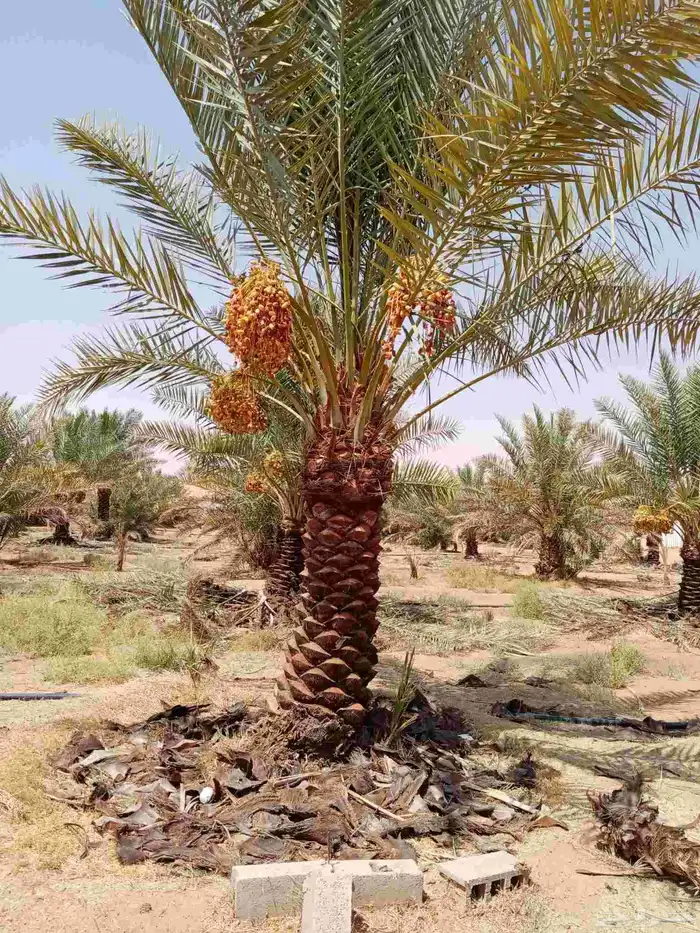 نخل من أجود أنواع النخيل المثمره إخلاص سكري برحي صقعي 0
