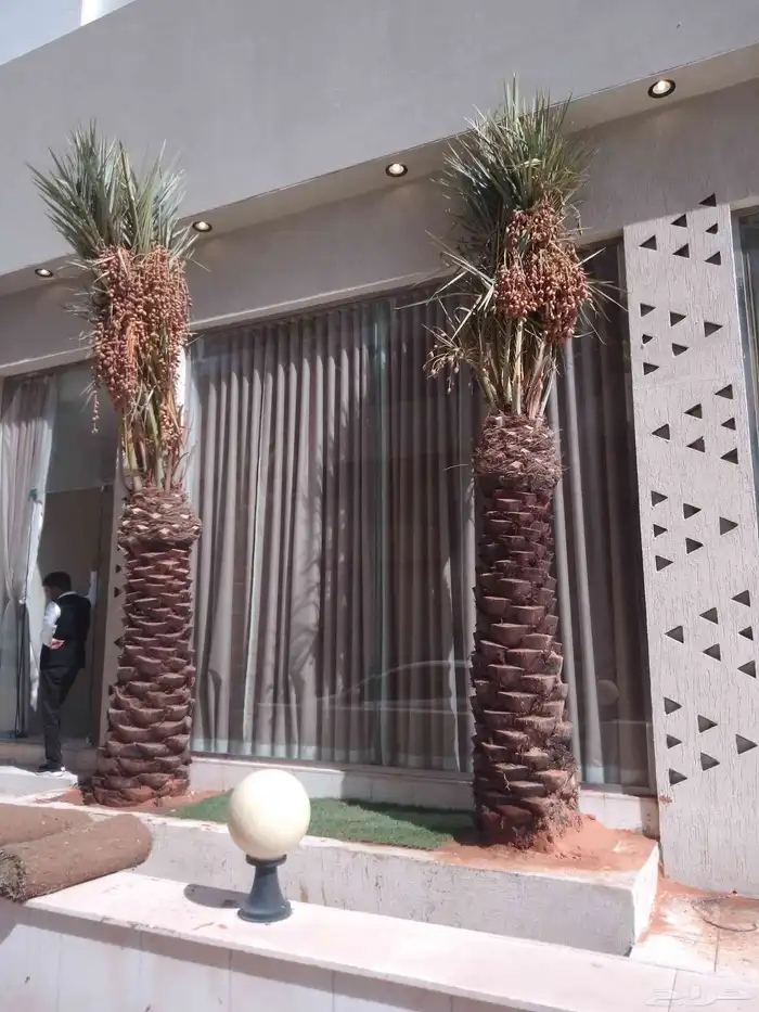 نخل للبيع مثمر خلاص سكري شيشي هلالي مجدول صقعي غر منيفي شهل 7