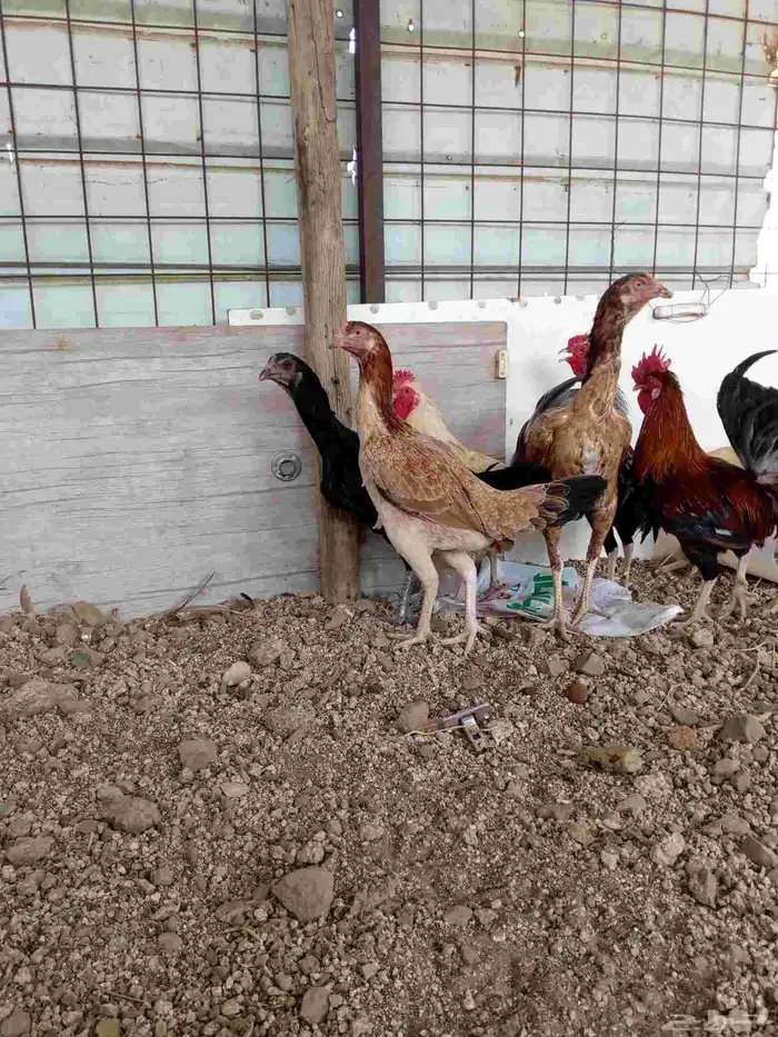 دجاج باكستاني سندي بياضضض مشروططط 4