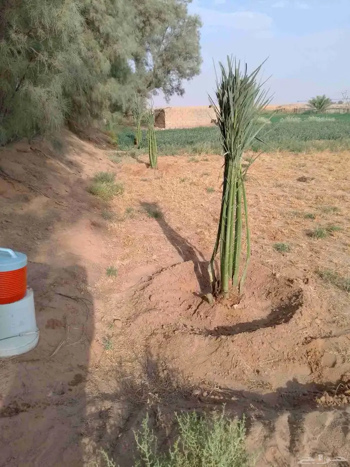 نقوم بقلع وتكريب وتنضيف وتحويض اتخيل وكل ما يلزم انخيل 1