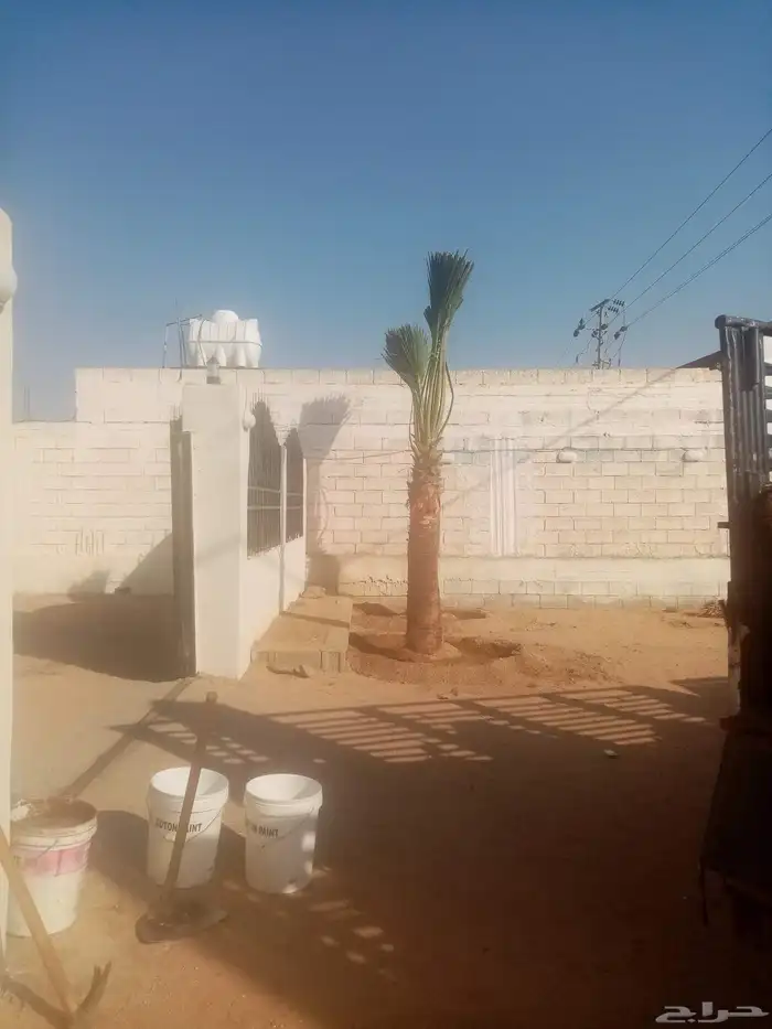 نخل واشطني للبيع 1