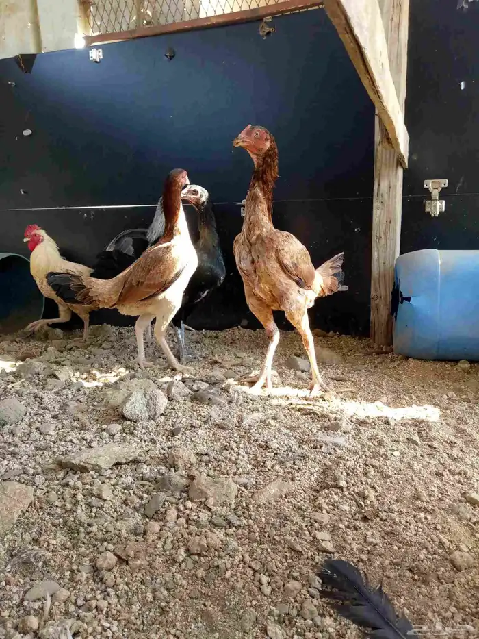 دجاج باكستاني سندي بياضضض مشروططط 9