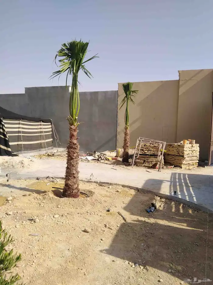 نخل واشنطني 6