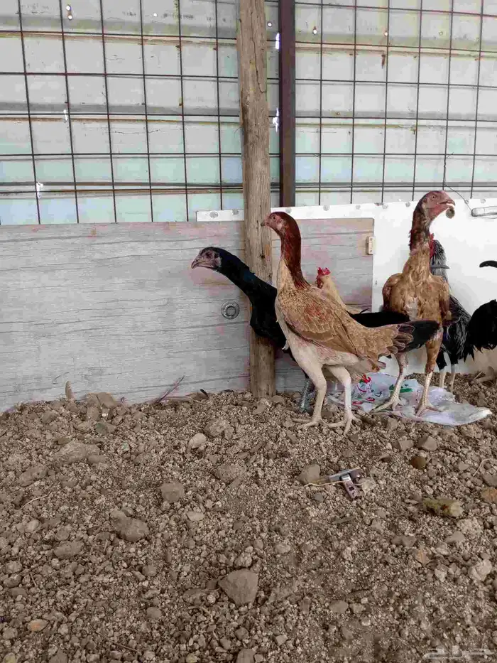 دجاج باكستاني سندي بياضضض مشروططط 3