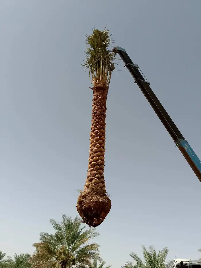 نخل مثمر صقعي اخلاص خضري ومشكلات نخل واشنطني 2