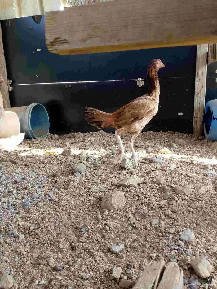 دجاج باكستاني سندي بياضضض مشروططط 5