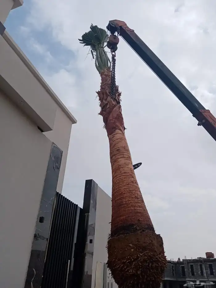 نخل من أجود أنواع النخيل المثمره إخلاص سكري برحي صقعي 6