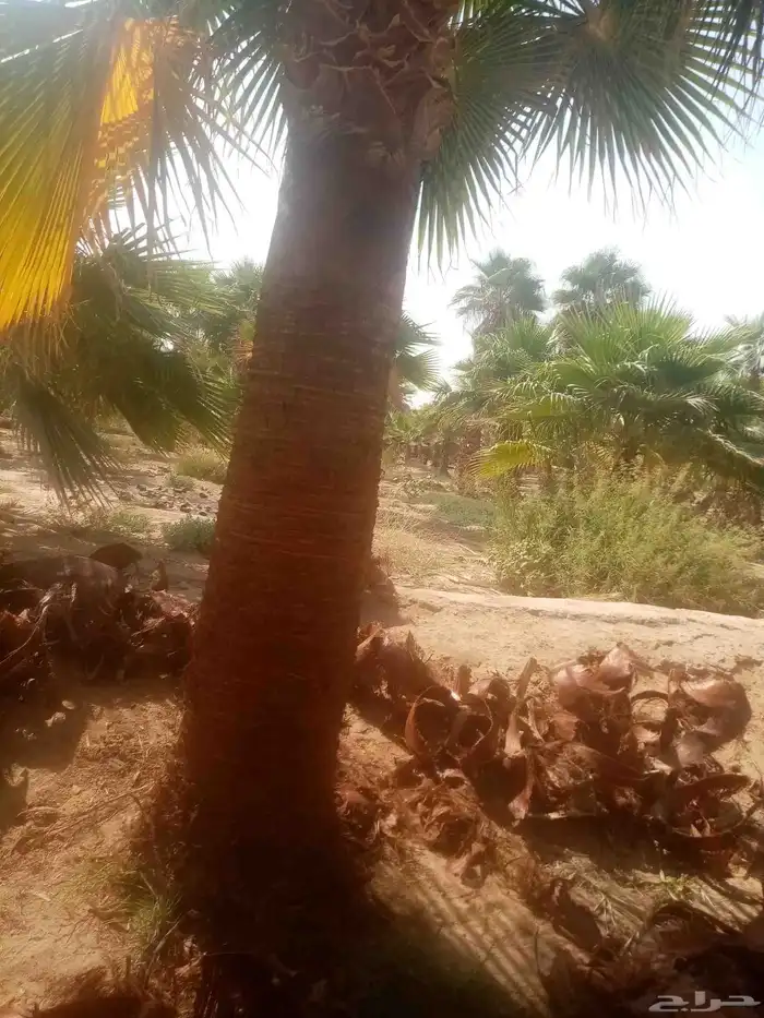 نخل واشطني للبيع 3