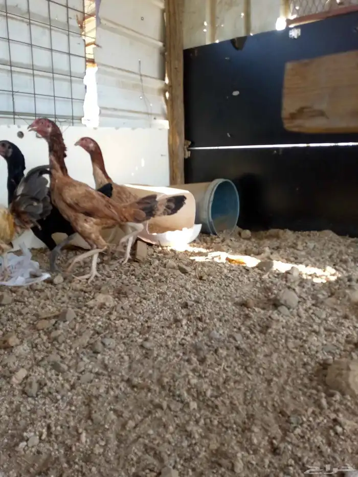 دجاج باكستاني سندي بياضضض مشروططط 6