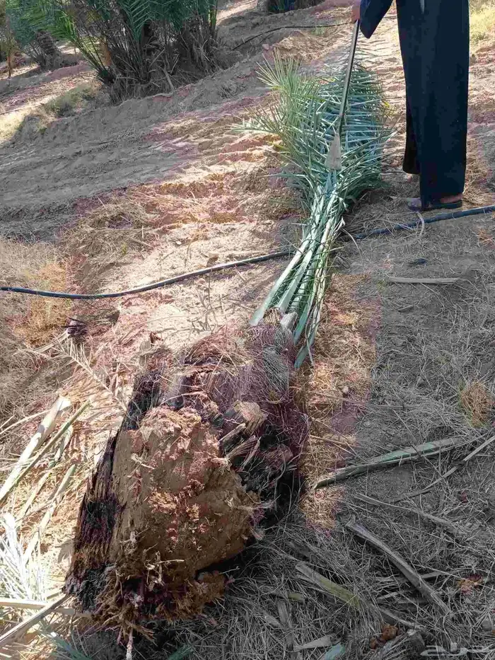 نخل من أجود أنواع النخيل المثمره إخلاص سكري برحي صقعي 4