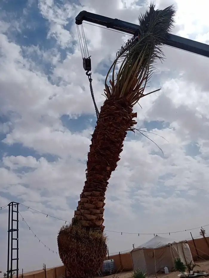 نخل من أجود أنواع النخيل المثمره إخلاص سكري برحي صقعي 5