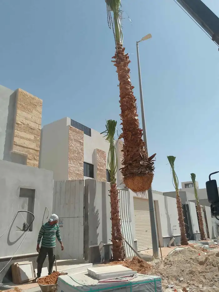 واشنطونيا 4