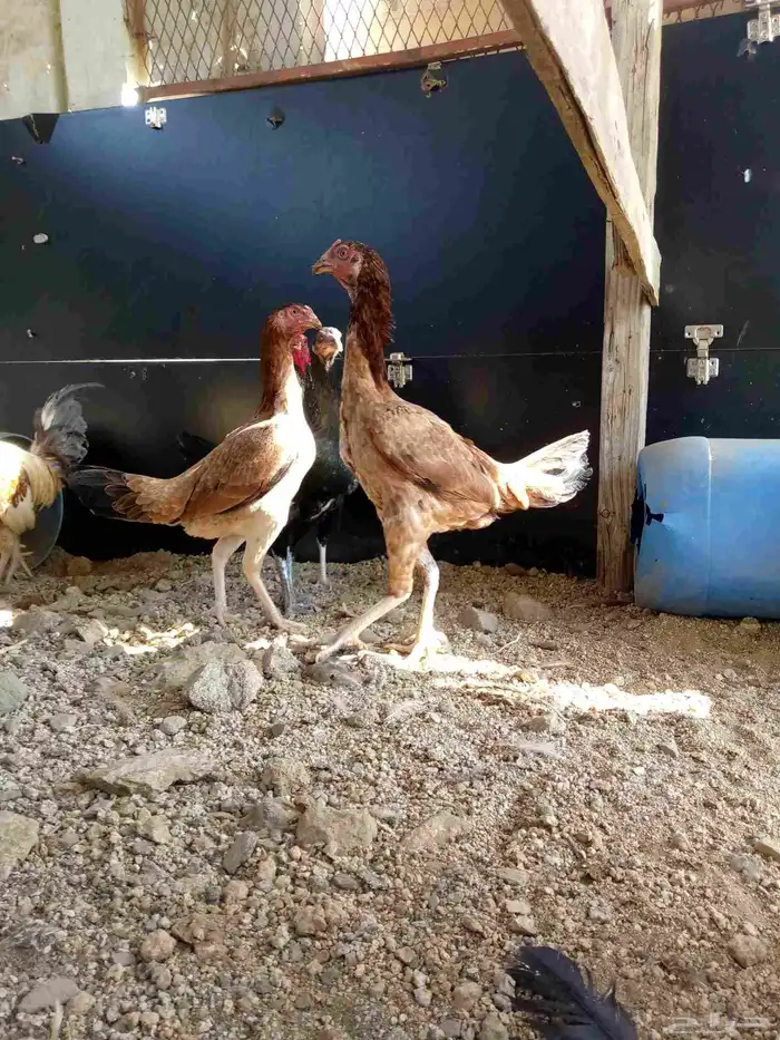 دجاج باكستاني سندي بياضضض مشروططط 8