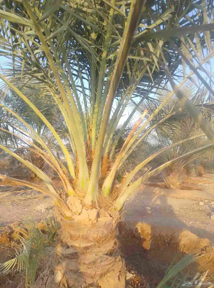 نخل سكري جثايث طيبه جدا  ونظيفه وعلى شرط من متر لا مترين 4